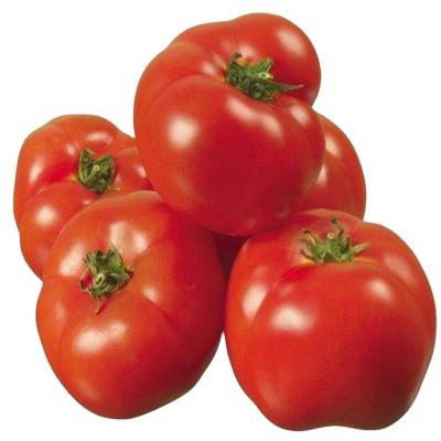 China China Fresh High Quality Big Red Tomato Tomatoes For Sale Fresh Tomatoes for sale