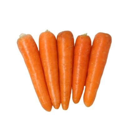 China China Fresh Carrot Hot Selling Fresh Carrots Sweet Carrot for sale