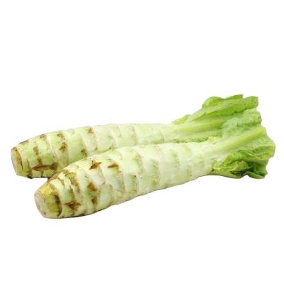 China Factory supply Wosun celtuce/fresh stalk lettuce/asparagus lettuce for sale