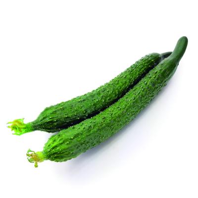 China Long fresh cucumber for sale