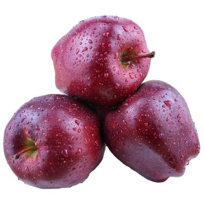 China 2021New Fruit Red Delicious Fresh Chinese Crispy Gan Su Apple Huaniu Apple 0.25, Sweet 8 cm to 0.25 kg Grade I for sale