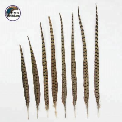 China Performance Appearance Factory Wholesale Price Natural Ringneck Pheasant Tail Feathers (20-22inch) 50-55CM For Carnival Costumes Decorate And Hat for sale