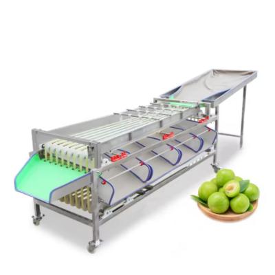 China Os hotéis beneficiam da seleção de peso de frutas e da classificação automática do tamanho das frutas para a máquina de processamento de frutas e legumes à venda