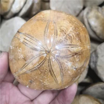 China China Wholesale Crystal Yellow Starfish Fossil Semi Natural Polished Raw Gemstone Fossil For Collection for sale