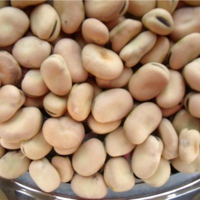 China Sec 2020 Chinese beans/beans/beans for canning factory for sale