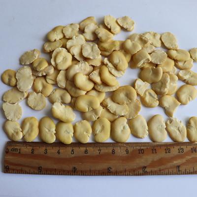 China Buy Dry High Quality Whole Shelled Beans Price / Beans / Insect Free Beans for sale