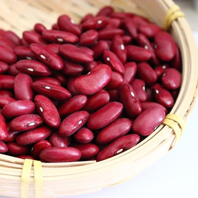 China Dried 2021 Selected New Crop Britain Dark Red Bush Beans For Canned Food for sale