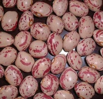 China Xinjiang Dried Chinese Type Light Spotted Kidney Beans Sugar Beans Pinto Beans For Sale for sale