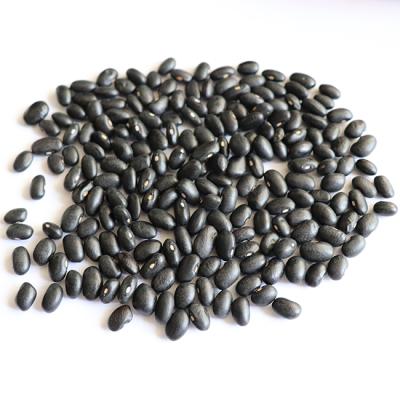 China China Hot Selling Black Bean Market 500-550pcs/100g Dwarf Bean Small Size Dried Black Bean for sale