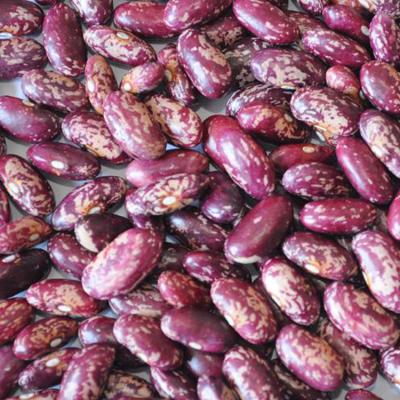 China Chinese origin dry purple spotted dwarf bean competitive prices for sale