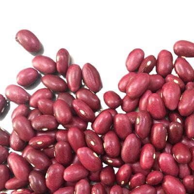 China High quality Japanese red price JIN SHI DOU dwarf bean for sale