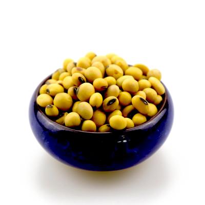 China 2021 New Crop Organic Dry Yellow Bean Soybean Soybeans for sale