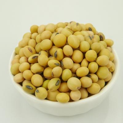 China Non-GMO Soybean Dried Soybean, Dried Bean for sale