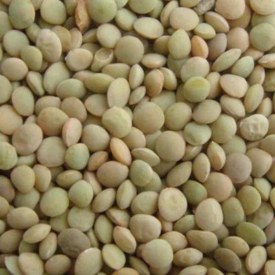 China Dry High Quality Bulk Dried Lentils Red Lentils Whole Split Green Lentils for sale