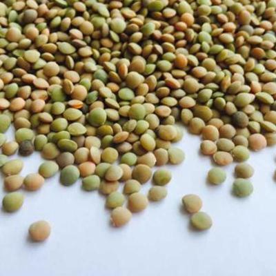 China 2021 New Crop Dried Whole Split Dried Lentils Red Green Yellow Lentils for sale