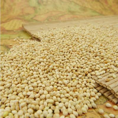 China Cheapest price dry high quality white millet for human or animal fodder for sale