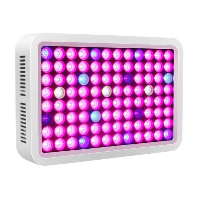 China Seed Seed Growing Hidroponia Indoor Plant Grow Light 300w Led For Lettuce Microgreens LED Plant Grow Light for sale