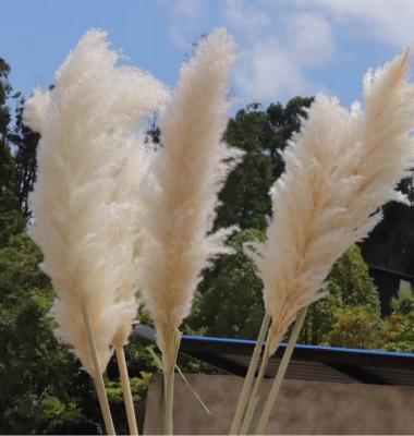 China Natural touch factory direct sale dried flowers fluffy pampas grass for shooting props wholesale for sale