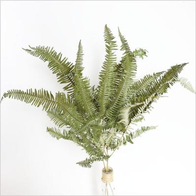 China Wholesale Fern Natural Flower Touch Plant Dry Flower Decoration For Aromatherapy for sale