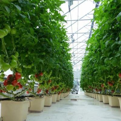 China Hot Sale Factory Price Temperature Control Large Poly Fime Growing Tomato Greenhouses For Sale for sale