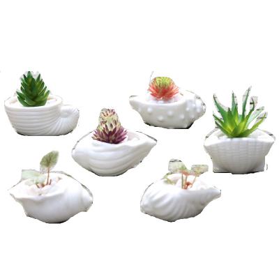 China Hot Selling Cartoon Small Ceramic Conch Plant In Shell Flower Pot Home Decoration for sale