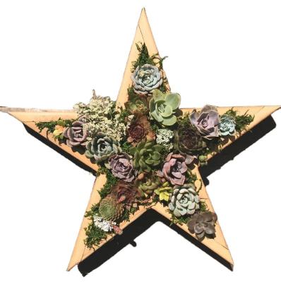 China American Vertical Succulent Garden Layout Star Style Wooden Planter Without Succulent for sale