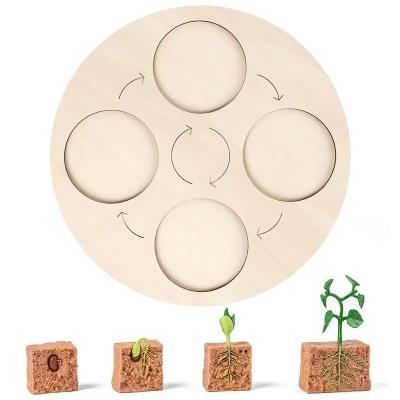 China Preschool Educational Model Toy Set Toddler Soft Kids Plant Growth Cycle with Wooden Tray for sale