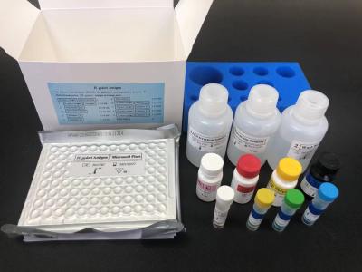 China Helicobacter (H.P) Antibody (IgG) ELISA Kit H.Pylori IgG Elisa Test Kit for sale