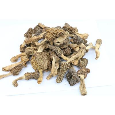 China China original dry nightshade style mushroom in bulk sales dried Morchella cultivation esculenta supply for sale