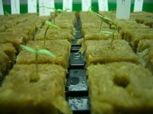 China Agriculture Hydroponic stonewool Cubes for sale