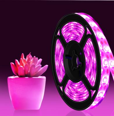 China Seed Starting Photosynthesis Plants Plant Led Light 12V SMD 5050 Vegetables Led Strip for sale