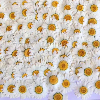 China Fashional Y-E005 Real Natural Chrysanthemum Flower White Daisies Dried Pressed Flowers For Resin Jewelry Necklace Cardmaking Ring for sale