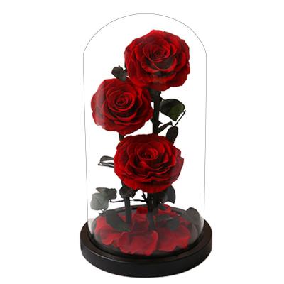 China Eco-friendly Christmas M81 2022 Wholesale Red Preserved Long Lasting Eternal Roses Glass Dome Roses For Wedding Valentines Day Gift for sale