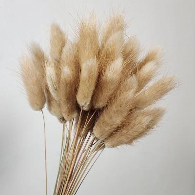 China YN006 High Grade 60 Stems Eco-friendly Bunny Tail Lagurus Dried Flowers Bunny Tail Grass Bunny Tail Dried Flower For Home Decoration for sale