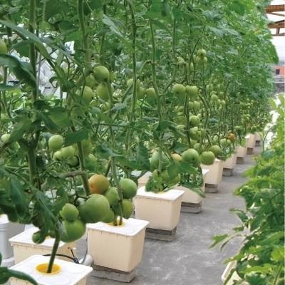 China Dutch Bucket Hydroponics For Greenhouse Crop Growing Agricultural for sale