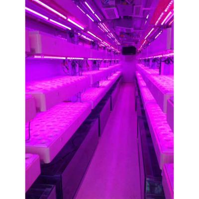 China Sistema de cultivo hidropónico vertical de crescimento inteligente à venda