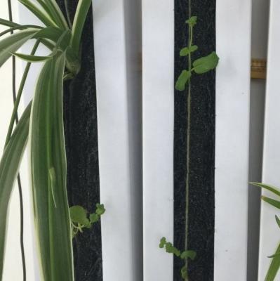 Chine L'agriculture verticale hydroponique Zipgrow Towergarden est facile à utiliser à vendre