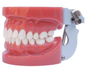 China Standard Oral Dental tooth teaching model----A1 for sale