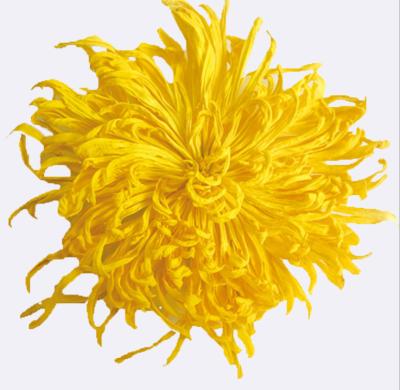 China 100 Â ° C Boiling Water Brewing High Cost Performance Fresh Slightly Sweet Yellow Gold Chrysanthemum Yellow Tea Swollen Throat for sale