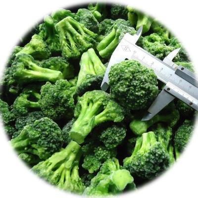 China IQF FROZEN IQF Frozen Broccoli Fresh Frozen Broccoli Broccoli for sale