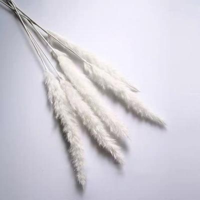 China Wholesale 2021 Cheap Touch Natural Small Pampas Grass Home Decorative Flower Dry Pampas Reed Flowers 15pcs 15-30cm per pack for sale for sale