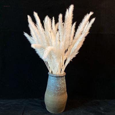 China Natural Pampas Grass Touch Wholesale Dried Flower Reed For Flowers Arranging Ready To Use Natural Bouquet Pampas Grass for sale