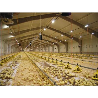 China Prefab chicken house 12m width steel structure poultry farm shed for broiler chicken house for sale