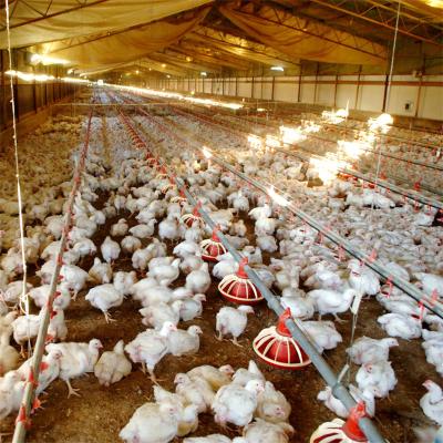 China Steel Chicken Farm Building House fram Chicken Farm Building House Poultry Shed Construction For Animal for sale