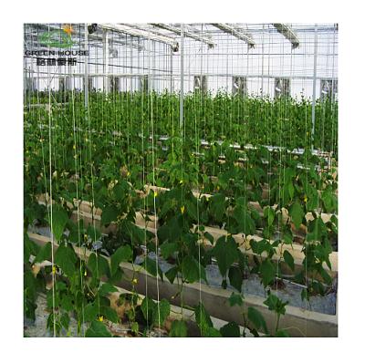 China Super Strong Durable Glass Greenhouse Frame Large Multispan Venlo Commercial Glass Greenhouse for sale