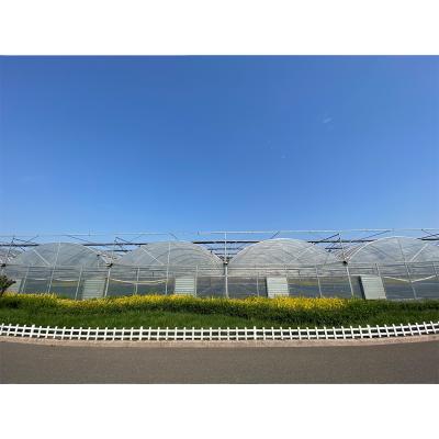 China UV Protection Multi-span Greenhouses Multi-span Film Greenhouse Tunnel House Greenhouse Greenhouse Structure for sale