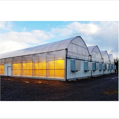 China Energy Saving All Blackout Greenhouse Light Deprivation Greenhouse For Herb Plant Medical Plant for sale