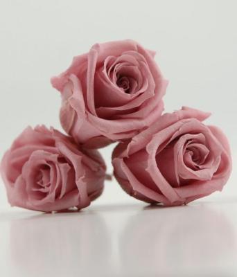 China Touch Natural Green 2-3cm Preserved Roses Gold Heads Eternal Rose Heads Flowers for sale