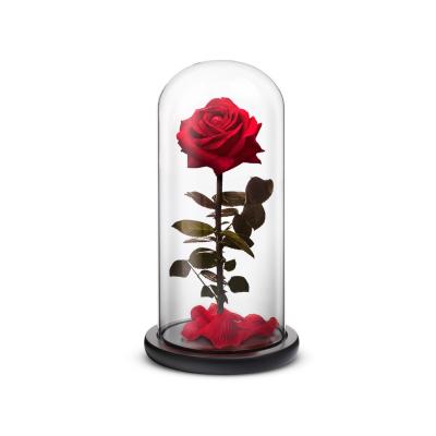 China Natural Touch Preserved Roses With Steam Rose Flowers Artificial Dried Flower Preserved Flowers In Glass Dome for sale