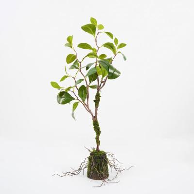 China Contemporary Artificial Trees Ficus Doubanensis Potted Moss 28*30*77cm Fake Leaf In PP Pot Bonsai Plants For Indoor Decorations for sale